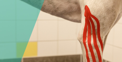 LymphTaping Hunde