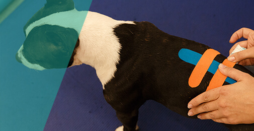Hund mit Kinesiotape Rücken