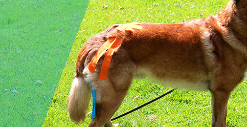 Hund mit Kinesiotape